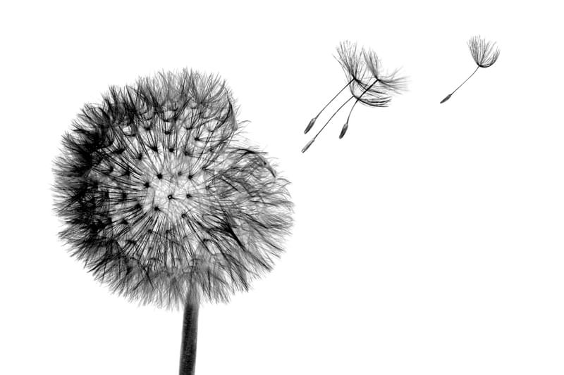 Black and white dandelion head with seeds flying in the wind 